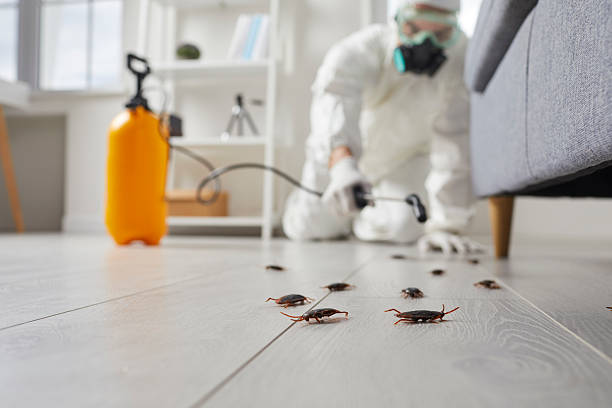 Commercial Kitchen Cockroach Control in Brookmont